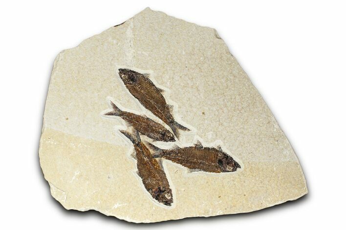 Plate of Four Fossil Fish (Knightia) - Wyoming #383005
